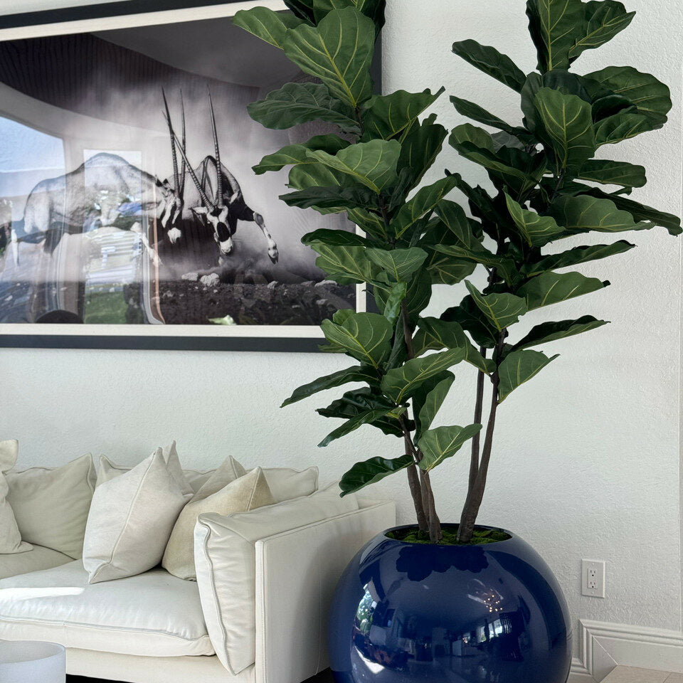 30' Blue Globe Planter with Fiddle Leaf Fig
