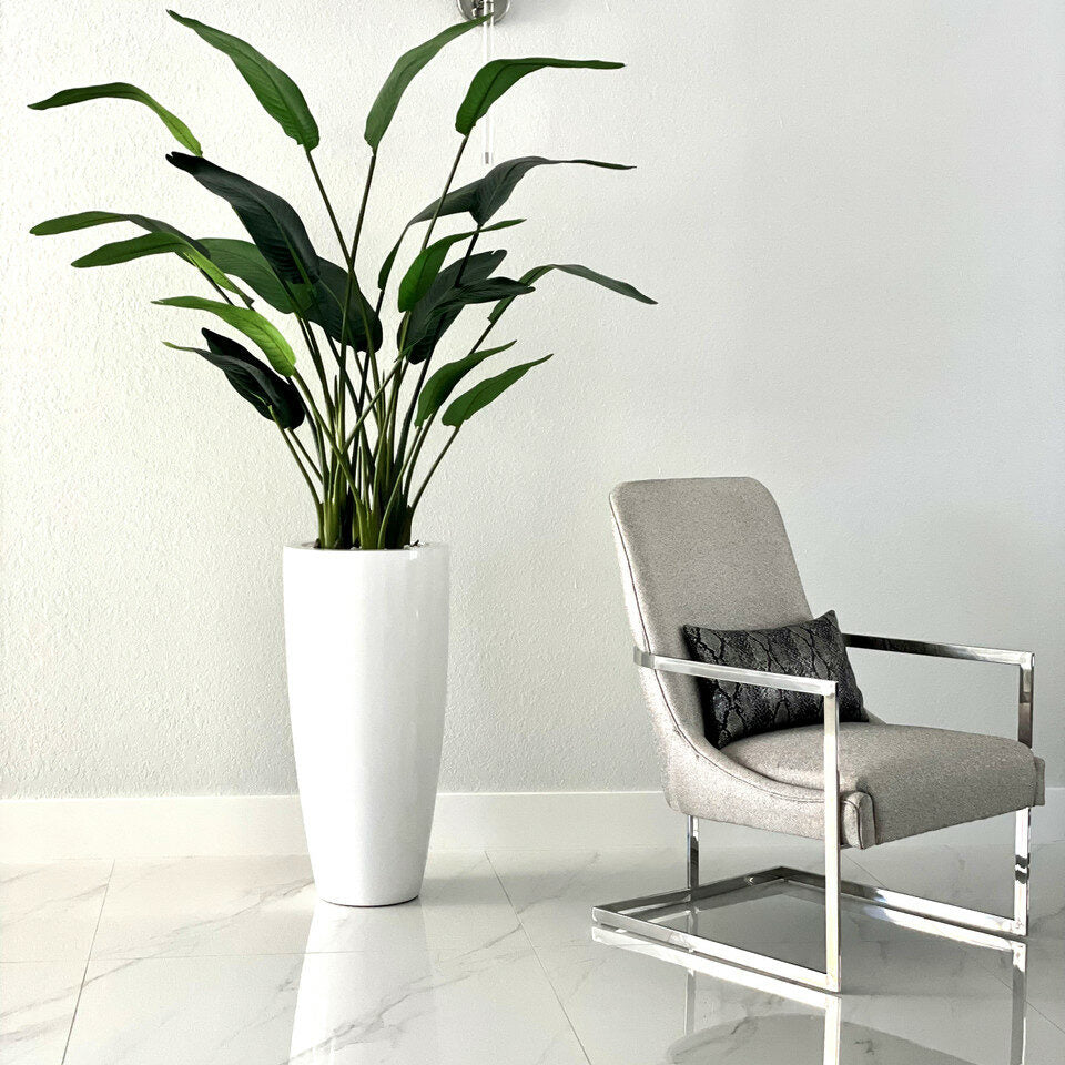2.1 m Bird of Paradise Plant with Dax L Pot
