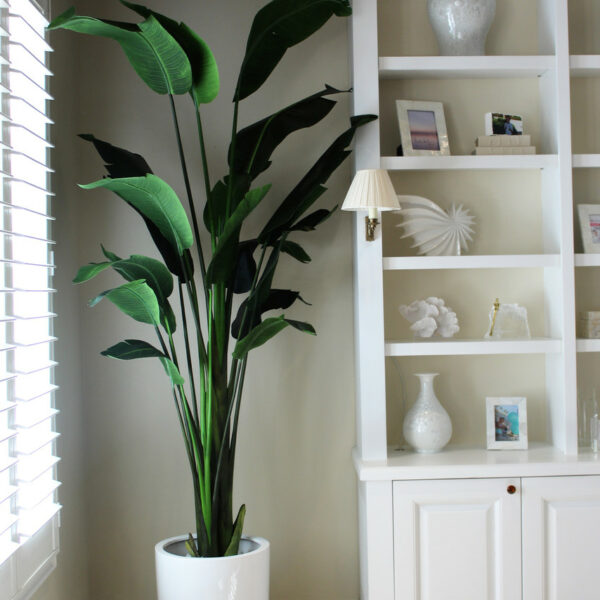 2.7 m Bird of Paradise Plant with Ben Planter in Glossy White