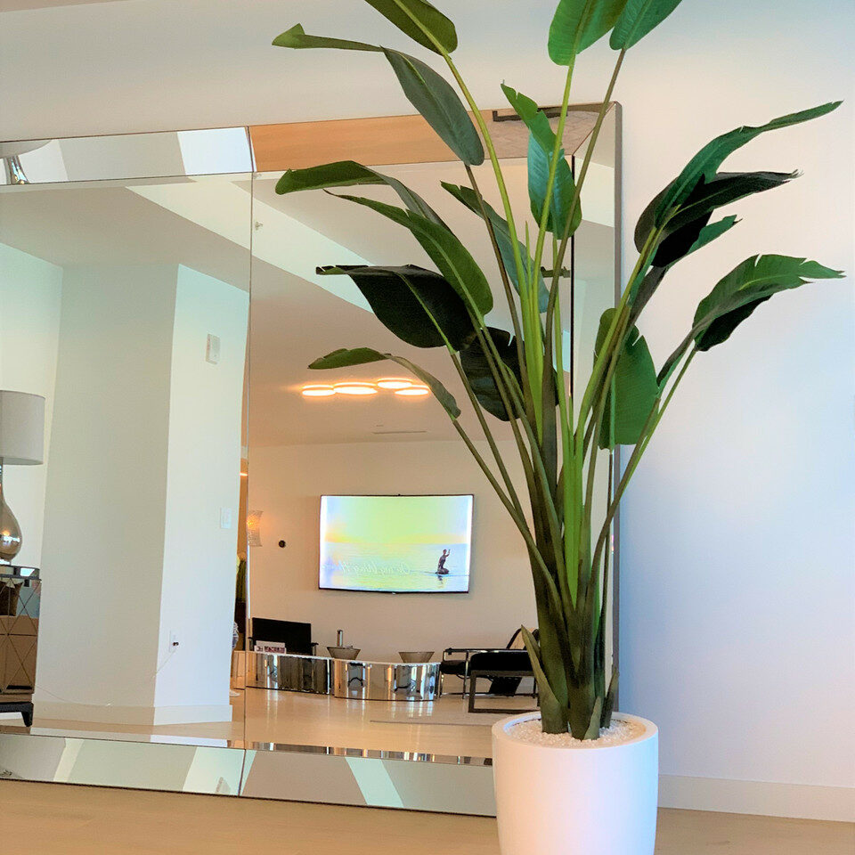 Bird of Paradise Plant (2.7 m) with Ben Planter in Glossy White