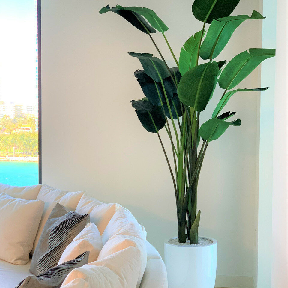 Bird of Paradise Plant (2.7 m) with Ben Planter in Glossy White