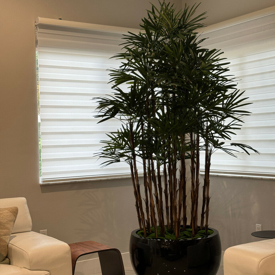 Black Terragona Pot with Lady Palm