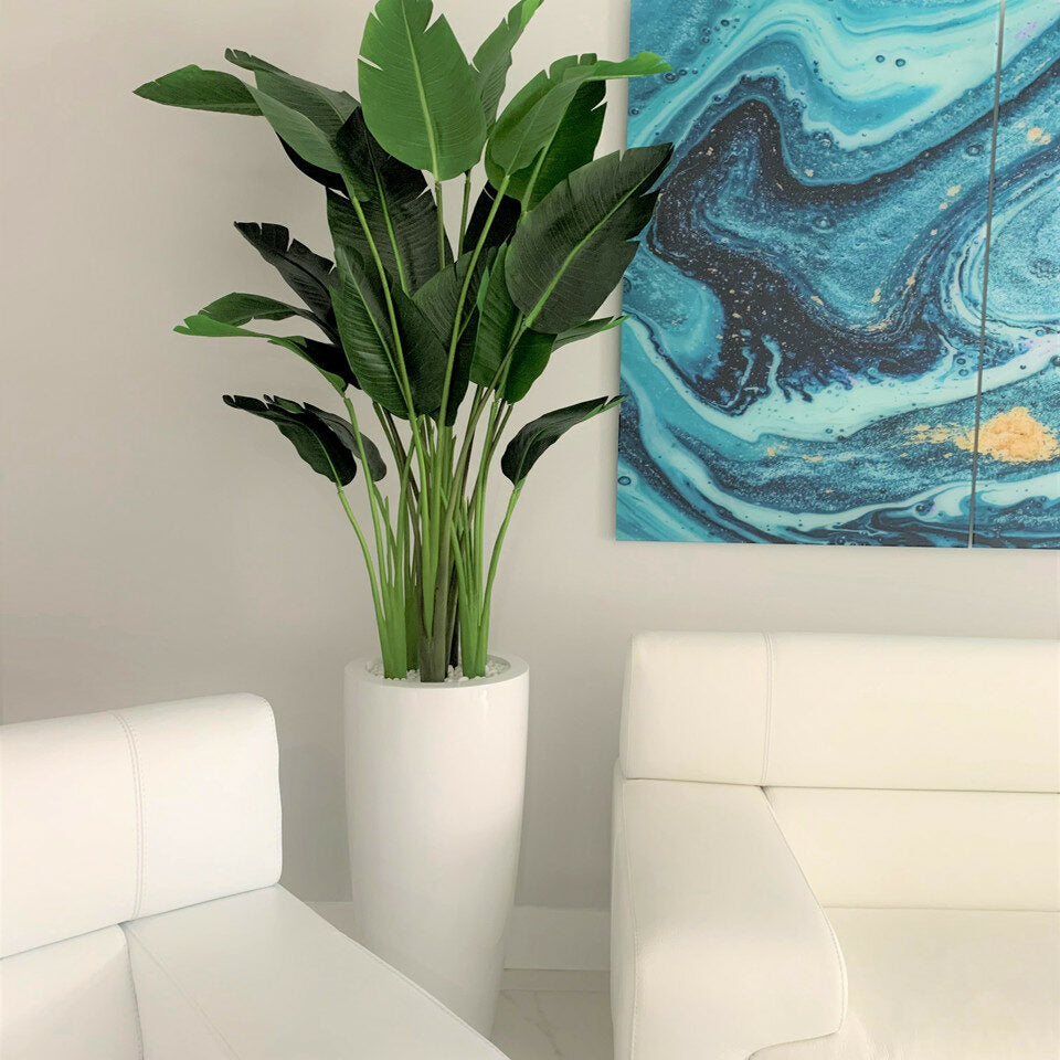 2.1 m Bird of Paradise Plant with Dax L Pot