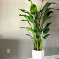 Bright White Alicante Vase with 9-foot Bird of Paradise