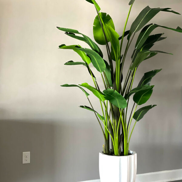 Bright White Alicante Vase with 9-foot Bird of Paradise